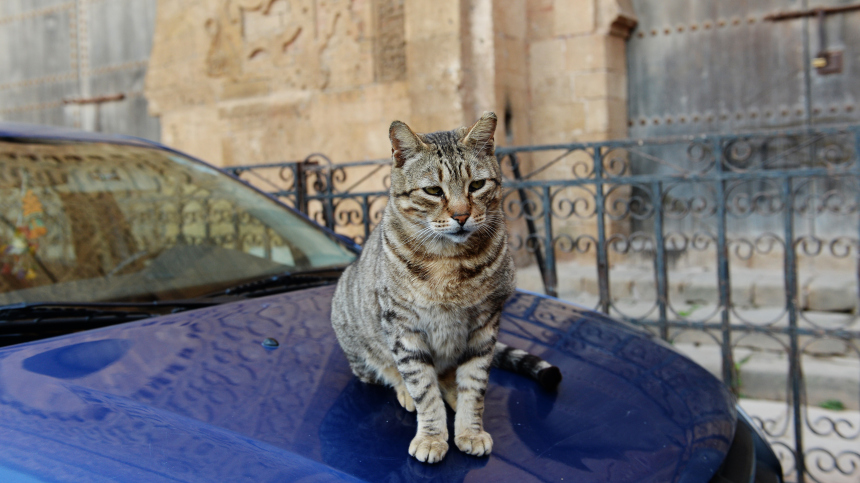 Пример Seedance Ai: Кот бежит по улице